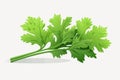 Celery vector flat minimalistic asset isolated vector style illustration