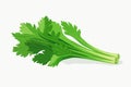 Celery vector flat minimalistic asset isolated vector style illustration