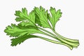 Celery vector flat minimalistic asset isolated vector style illustration