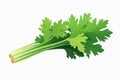 Celery vector flat minimalistic asset isolated vector style illustration