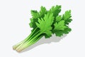 Celery vector flat minimalistic asset isolated vector style illustration