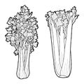 Celery Vector Illustration Hand Drawn Vegetable Cartoon Art