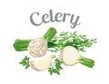 Celery. Vector illustration made in a realistic style