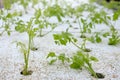 celery vegetable growing in hydroponic farm Royalty Free Stock Photo