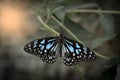 celestial blue and black butterfly resting on