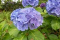 Celestial blue hydrangea or hortensia flower closeup