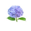 Celestial blue hydrangea or hortensia flower closeup isolated on white. Transparent png additional format Royalty Free Stock Photo