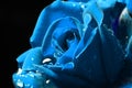 Celestial Blue macro rose with dew