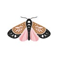 Celestial butterfly vector illustration.