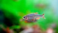 Celestial Pearl Danio Breeding, Danio margaritatus Freshwater fish in the aquarium, is often as often referred as galaxy rasbora o