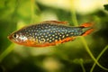 Celestial pearl danio, Danio margaritatus Freshwater fish in the aquarium, is often as often referred as galaxy rasbora or Microra