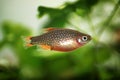 Celestial pearl danio, Danio margaritatus Freshwater fish in the aquarium, is often as often referred as galaxy rasbora or Microra Royalty Free Stock Photo