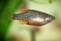 Celestial pearl danio, Danio margaritatus Freshwater fish in the aquarium, is often as often referred as galaxy rasbora or Microra