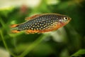 Celestial pearl danio, Danio margaritatus Freshwater fish in the aquarium, is often as often referred as galaxy rasbora or Microra Royalty Free Stock Photo