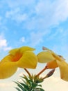 heavenly trumpets: allamanda cathartica reaching for the sky