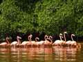 Celestun Pink Flamingos