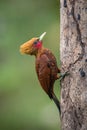 Celeus castaneus, Chestnut-colored woodpecker Royalty Free Stock Photo