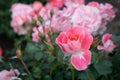 Celina Delbard Floribunda Rose Royalty Free Stock Photo