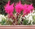 Celosia flowers