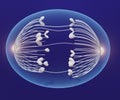 A cell during anaphase. astral microtubules generate forces that stretch the cell into an oval