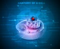 Cell anatomy background