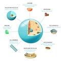 Cell anatomy Structure and organelles of human`s cell.