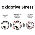 Cell anatomy undergoing oxidative stress, biology. Ideal for educational and informational