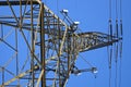 Cell antennas mounted on the utility tower