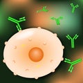 Cell and Antibodies