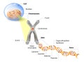 Cell, Chromosome, DNA and gene Royalty Free Stock Photo