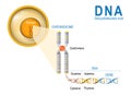 Cell, Chromosome, DNA and gene.