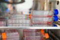 Cell culture flask in the incubator cabinet. Cell culture refers to the removal of cells from an animal or plant and their subsequ Royalty Free Stock Photo