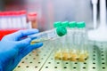 Cell culture flasks in laminar flow. Photo taken from laminar interior. Royalty Free Stock Photo