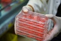 Cell cultures held by laboratory technician