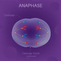 The Cell Cycle -Anaphase Royalty Free Stock Photo