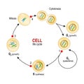 Cell Cycle. Checkpoints: DNA damage, Spindle checkpoint, Restriction point Royalty Free Stock Photo