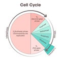 Cell Cycle Biology science illustration graphic Royalty Free Stock Photo