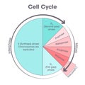 Cell Cycle Biology science illustration graphic Royalty Free Stock Photo