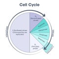 Cell Cycle Biology science illustration graphic Royalty Free Stock Photo