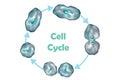 Cell Cycle Cell division Royalty Free Stock Photo