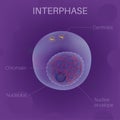 The Cell Cycle - Interphase Royalty Free Stock Photo