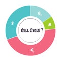 Phases of the cell cycle scientific illustration graphic Royalty Free Stock Photo