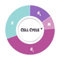 Phases of the cell cycle scientific illustration graphic Royalty Free Stock Photo