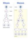 Cell division. mitosis and meiosis Royalty Free Stock Photo