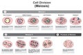 Cell division meiosis stages infographic diagram