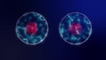 Cell division microbiology background with purple cell nucleus and blue neon cytoplasm. Scientific background 4K