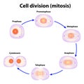 Cell division. Mitosis Royalty Free Stock Photo