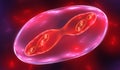 Cell Division - Mitosis and Meiosis