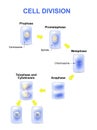 Cell division. Mitosis Royalty Free Stock Photo