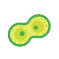 Cell division, mitosis vector illustration Royalty Free Stock Photo